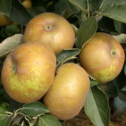 Apple tree 'Reinette grise du Canada'